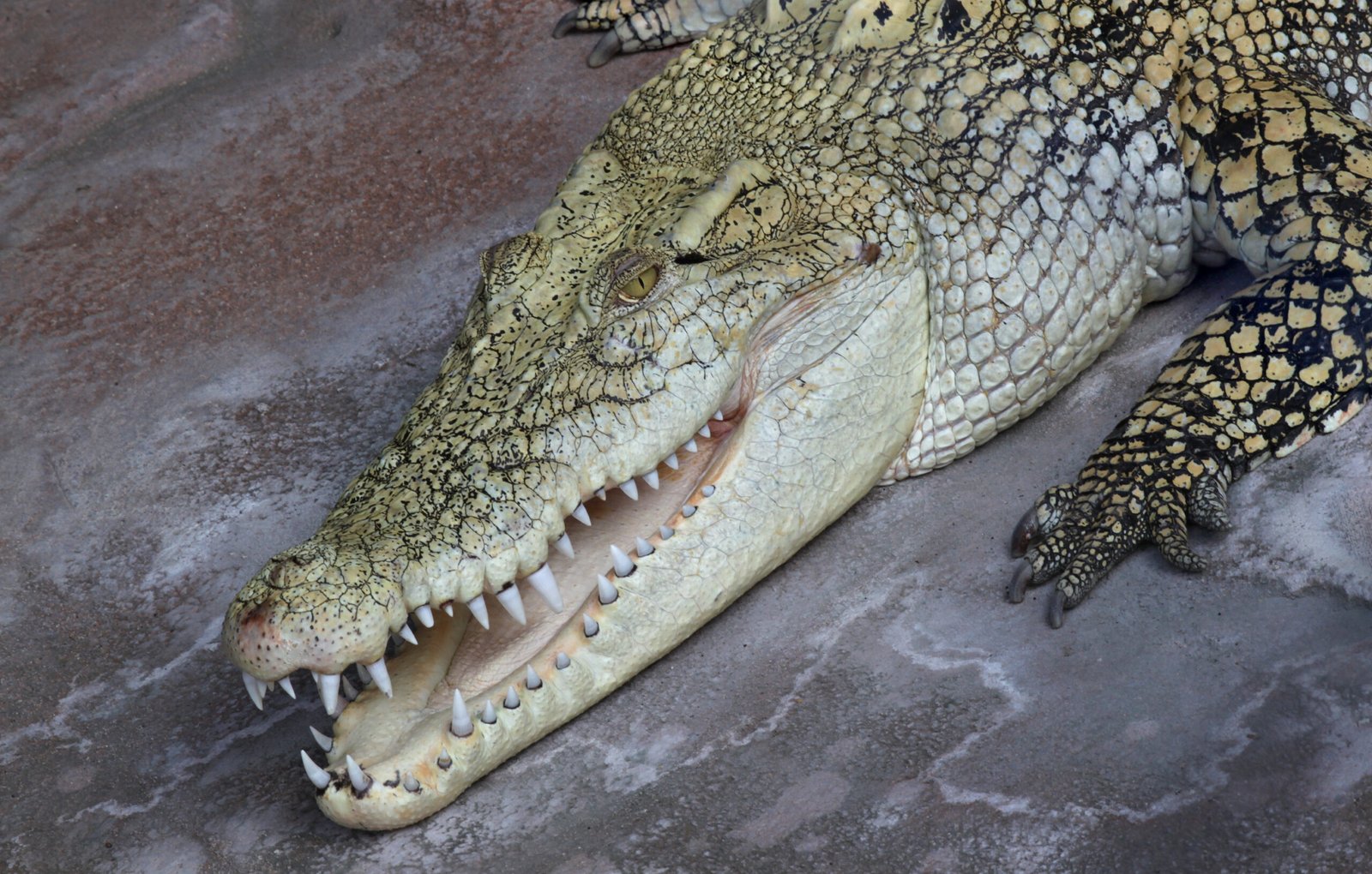 Lessons from an Ancient Predator (image credits: wikimedia)