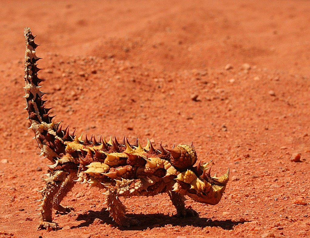 The Thorny Devil: Australia’s Quirkiest Lizard (image credits: wikimedia)