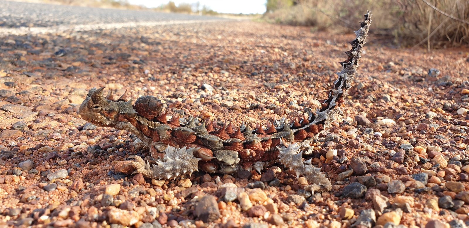 Unraveling the Blood-Squirting Superpower (image credits: wikimedia)
