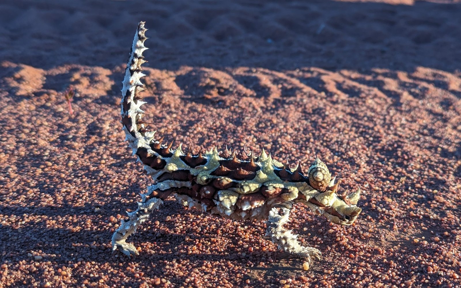 How Does the Blood-Squirting Mechanism Work? (image credits: wikimedia)
