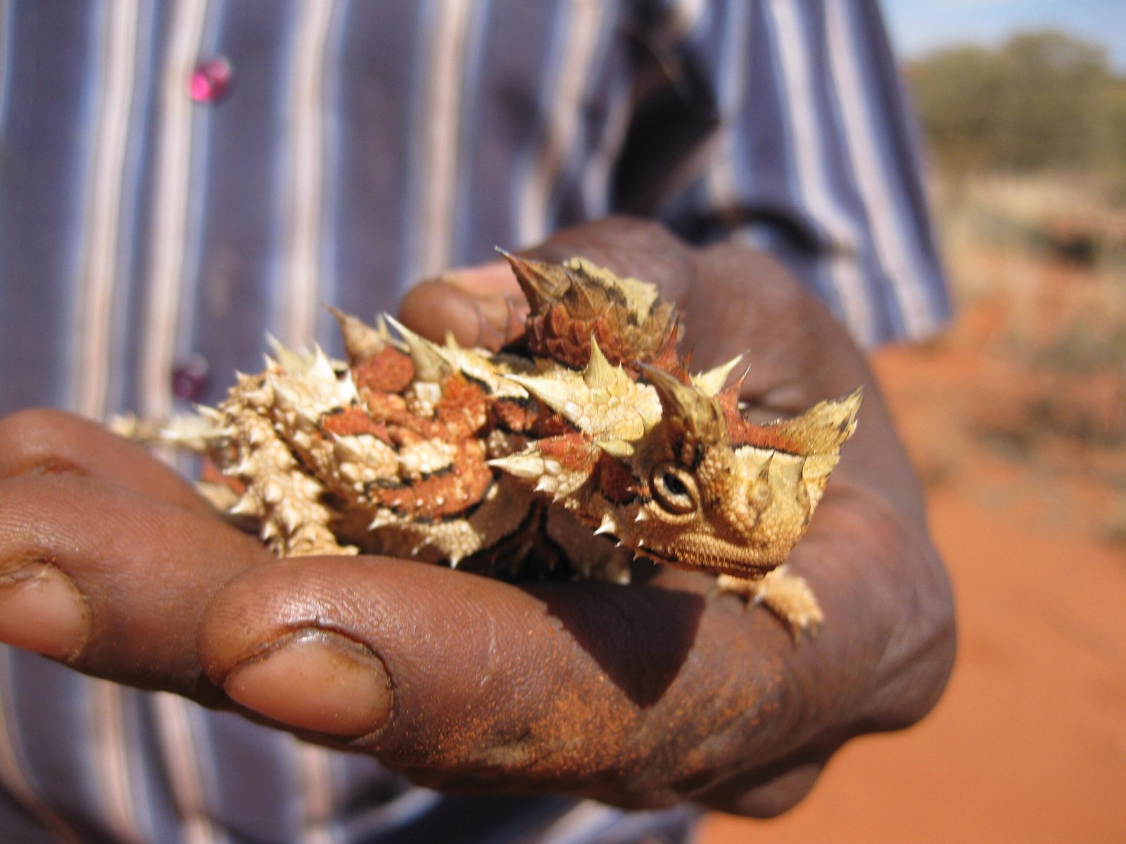 A Life in the Harsh Outback (image credits: wikimedia)