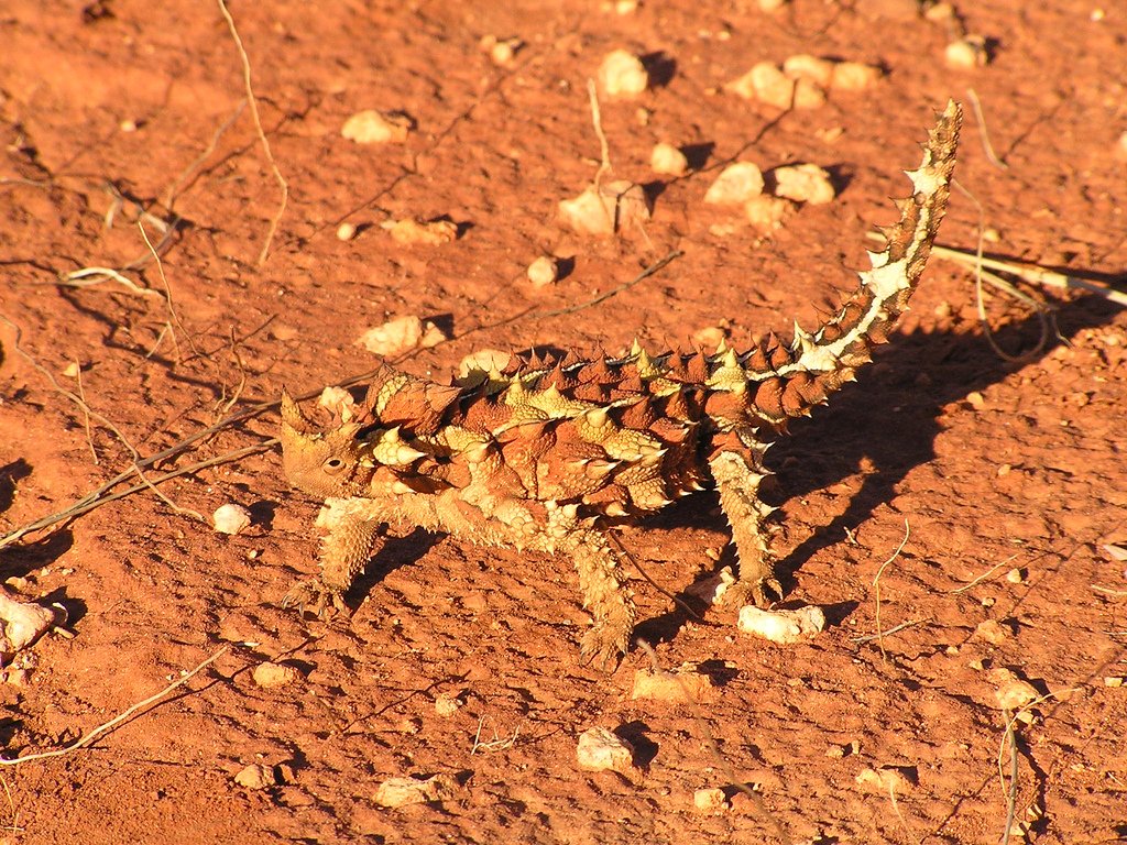 Master of Disguise: Camouflage and Mimicry (image credits: wikimedia)