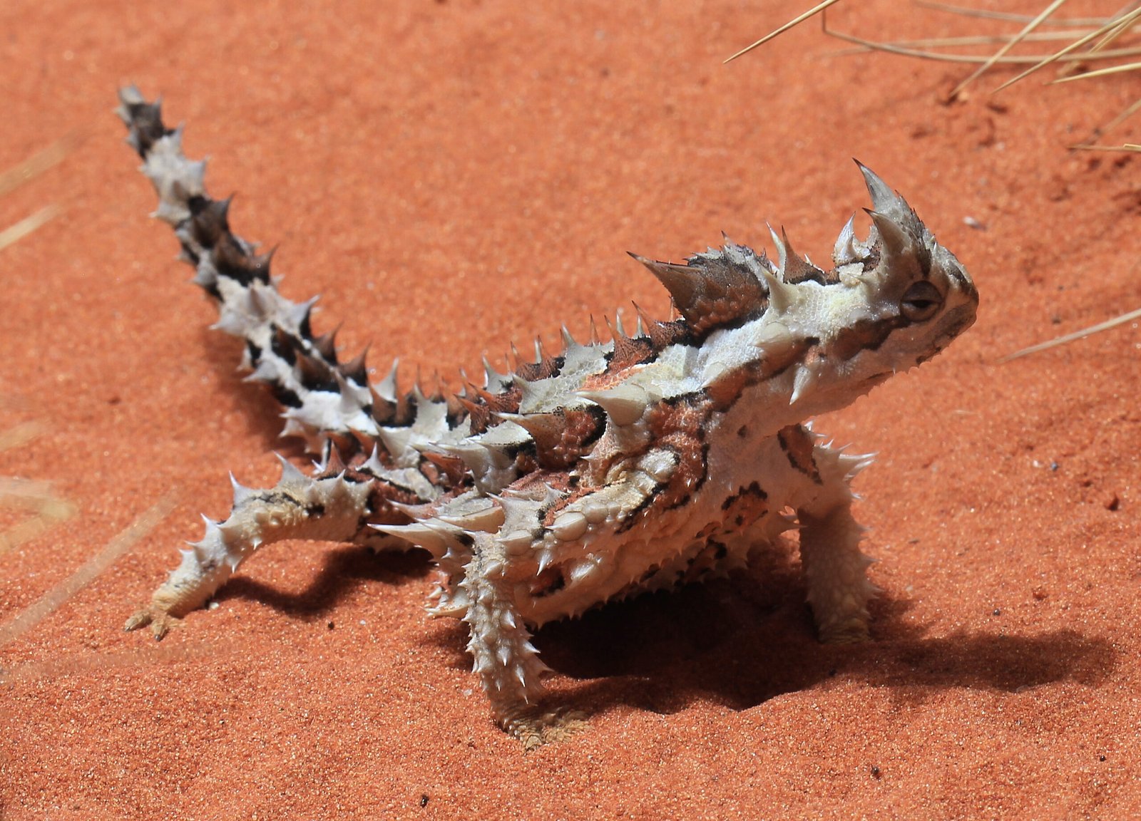 What’s in a Name? The Devilish Moniker (image credits: wikimedia)