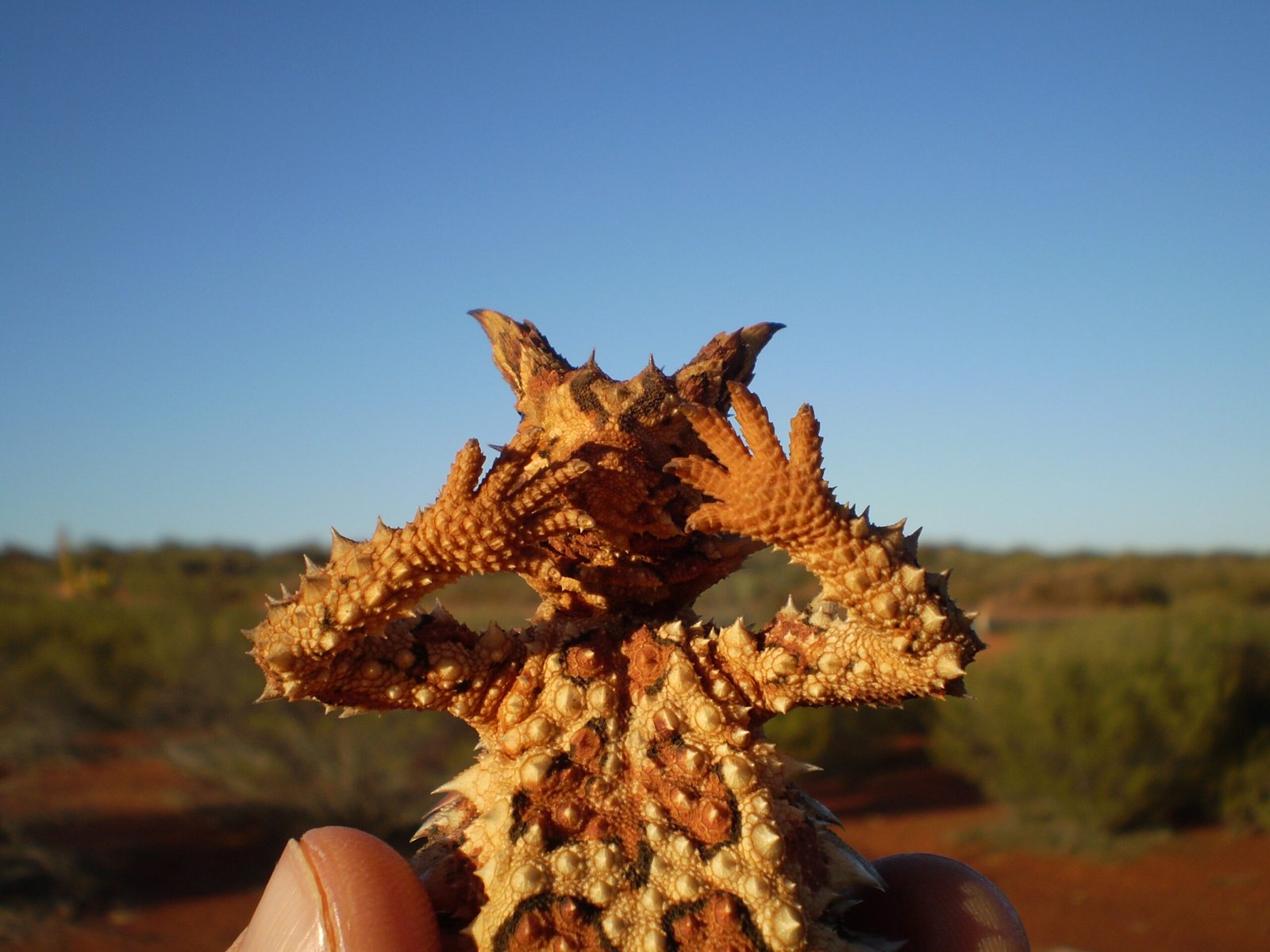 Cultural Significance and Aboriginal Lore (image credits: wikimedia)