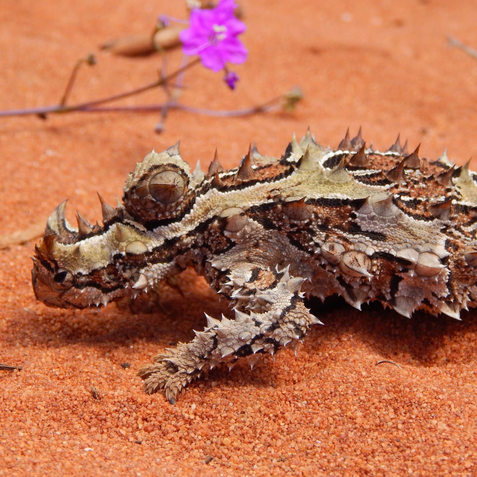 Scientific Research: Unlocking the Devil’s Secrets (image credits: wikimedia)