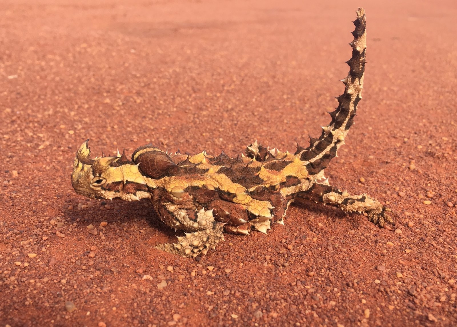 Conservation Status: Is the Thorny Devil at Risk? (image credits: wikimedia)