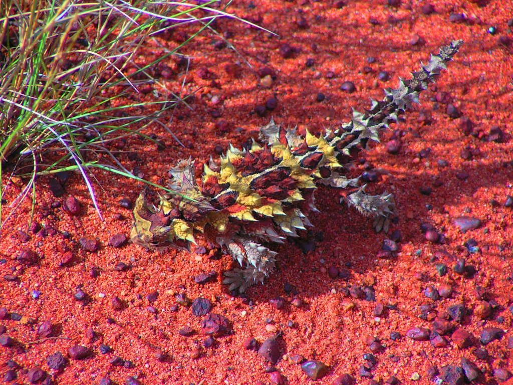 The Role of the Thorny Devil in the Ecosystem (image credits: wikimedia)