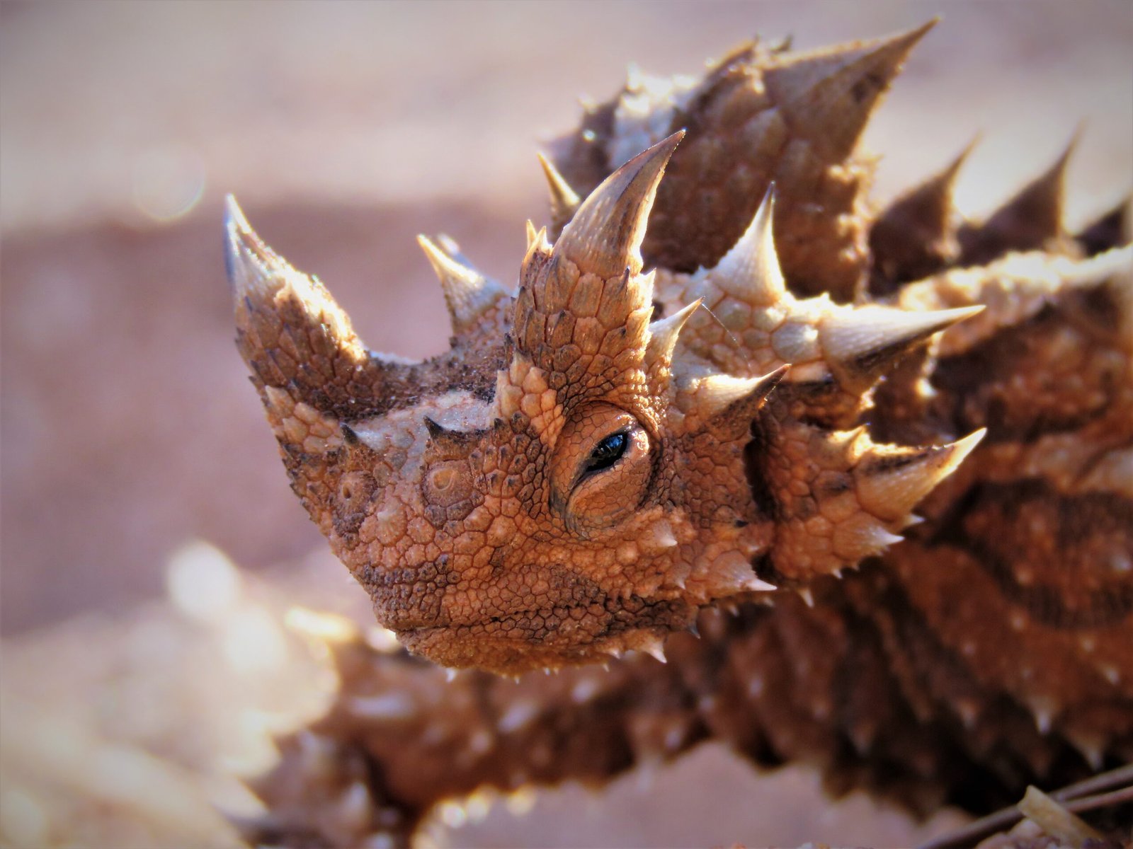 Why the Thorny Devil Continues to Fascinate (image credits: wikimedia)