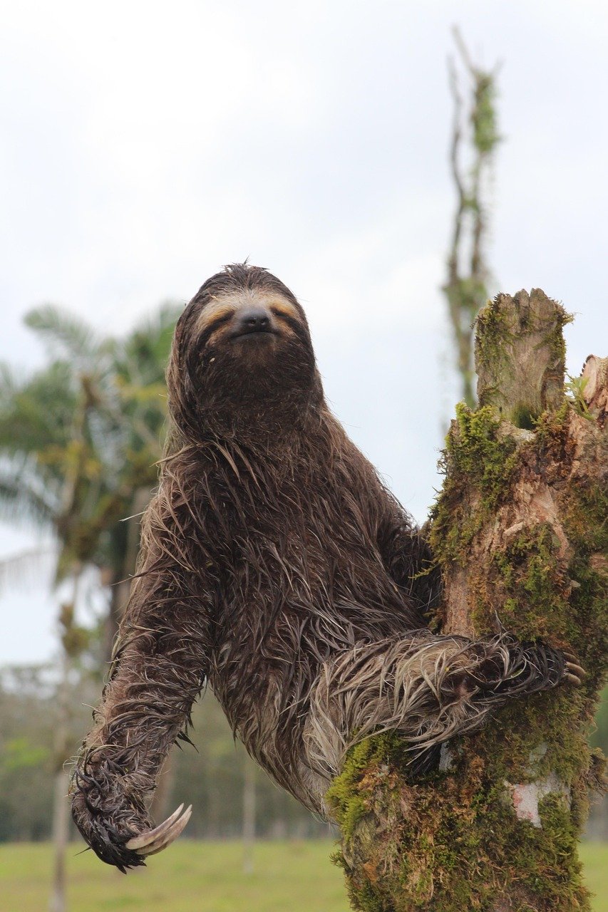 Digestion at a Snail’s Pace: Why Food Makes Sloths Sluggish (image credits: pixabay)