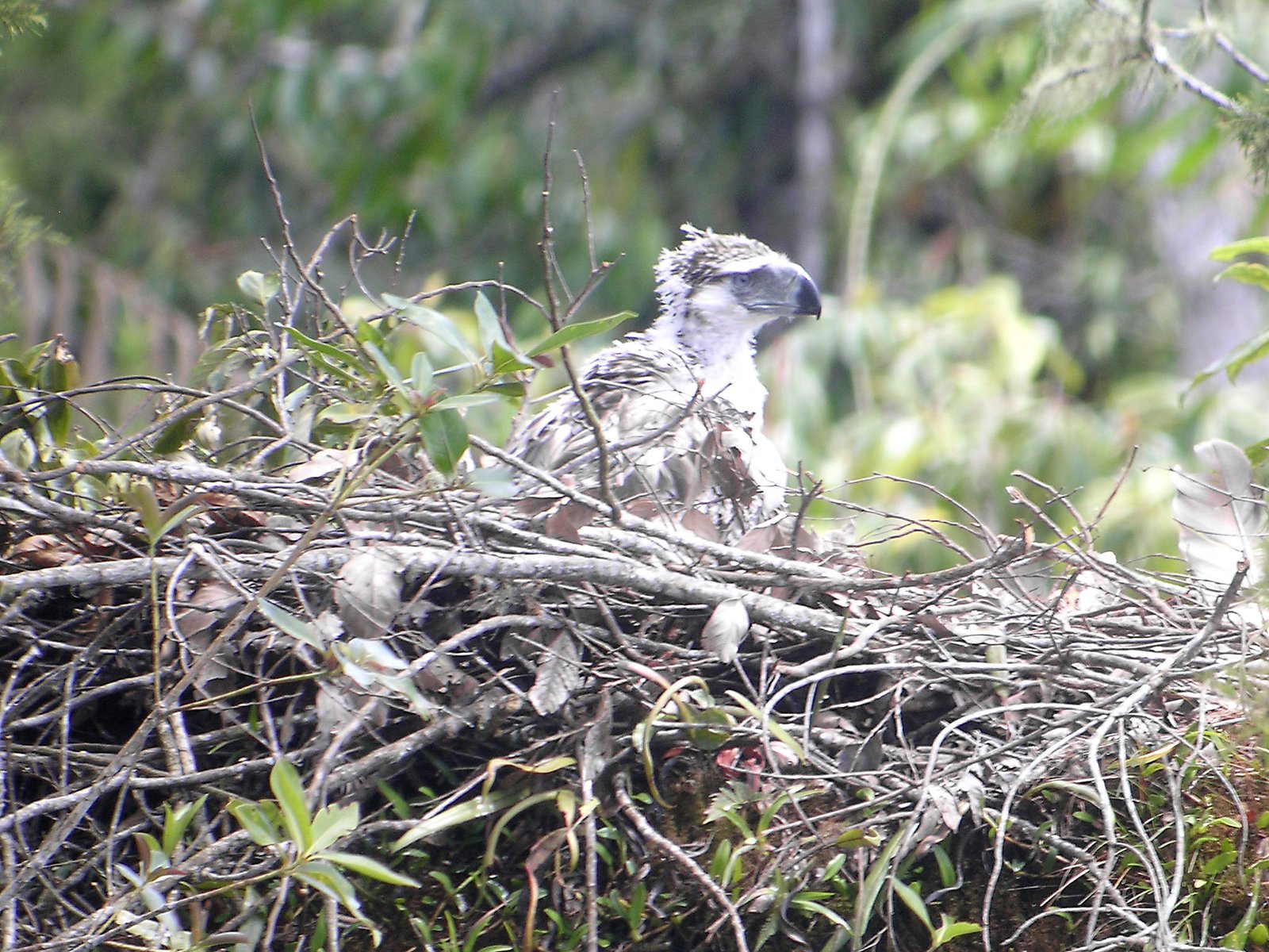 Reproduction: A Slow and Fragile Process (image credits: wikimedia)