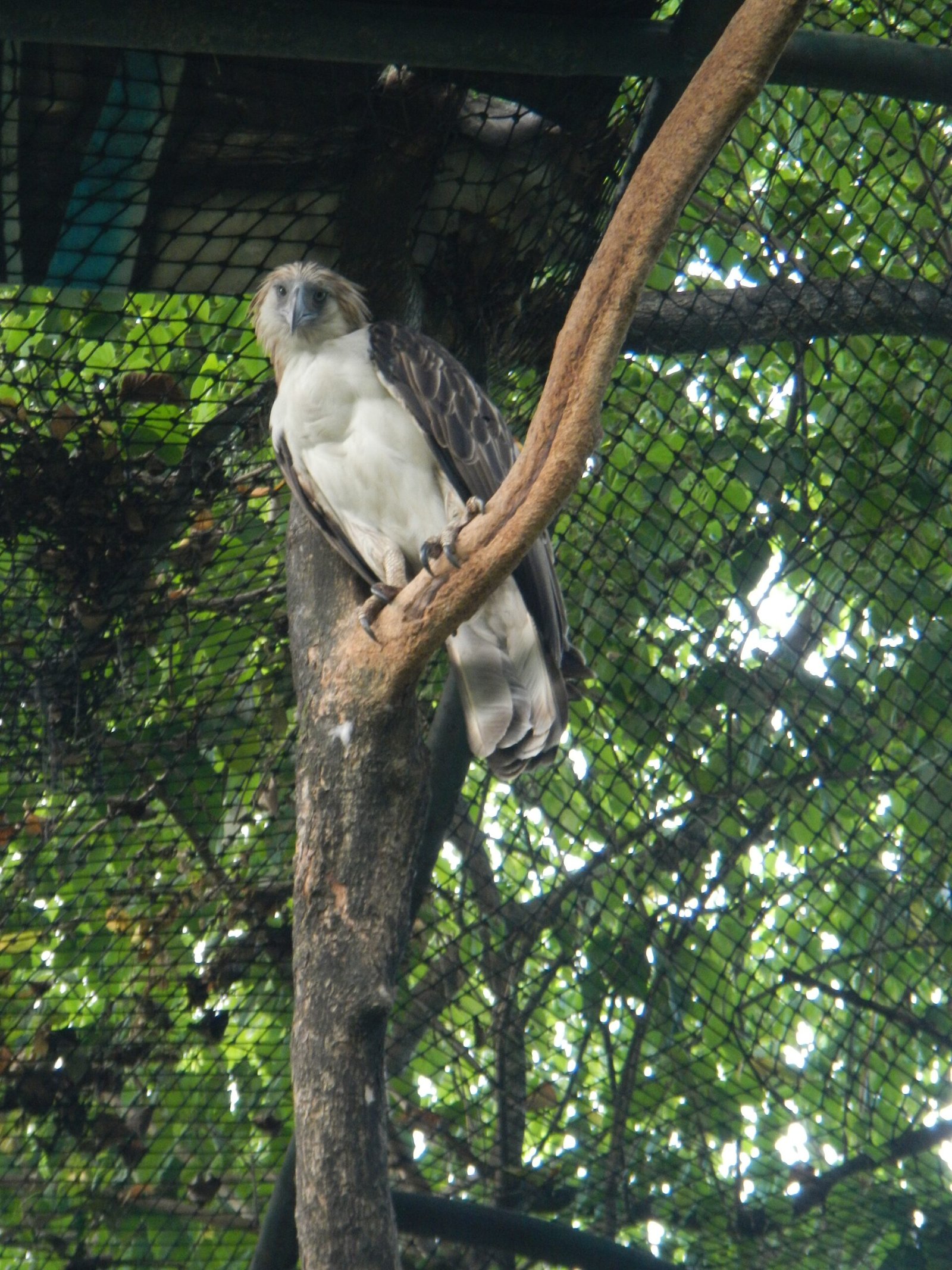 Conservation Efforts: Racing Against Time (image credits: wikimedia)