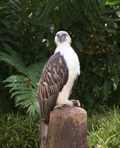 Ecological Importance: Guardian of the Rainforest (image credits: wikimedia)