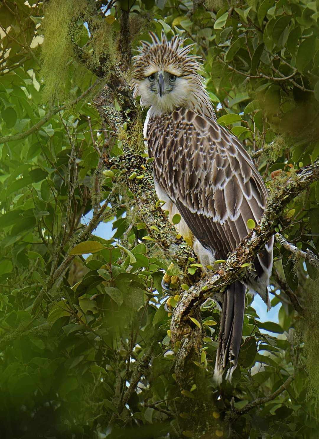 International Attention: A Global Conservation Icon (image credits: wikimedia)