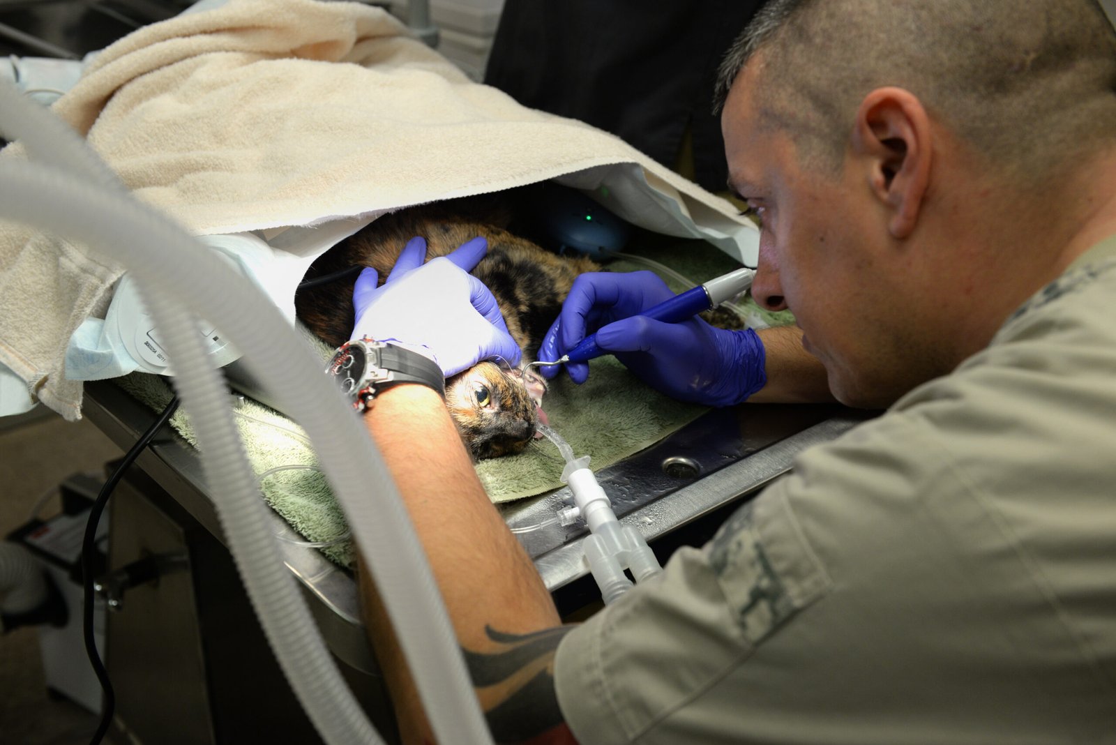 Animal Welfare and Veterinary Medicine (image credits: wikimedia)