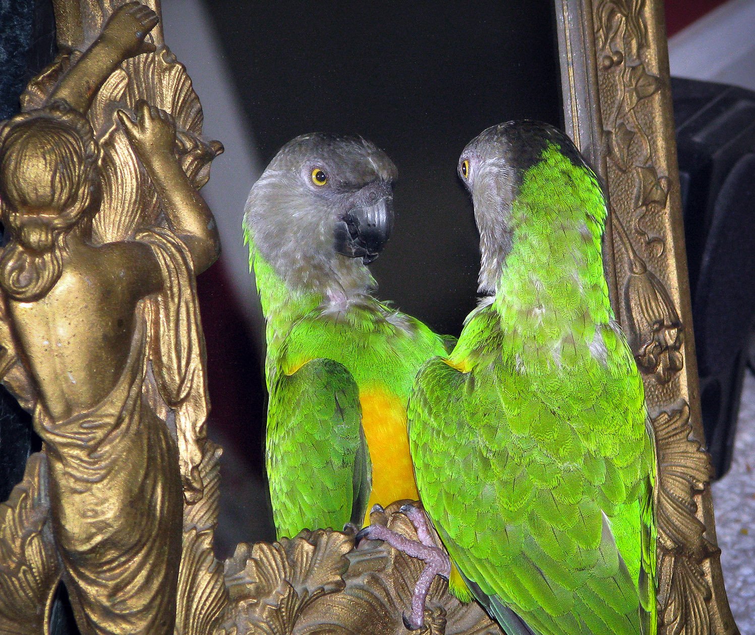 The Mirror Effect: Parrots Mimic Their People (image credits: wikimedia)
