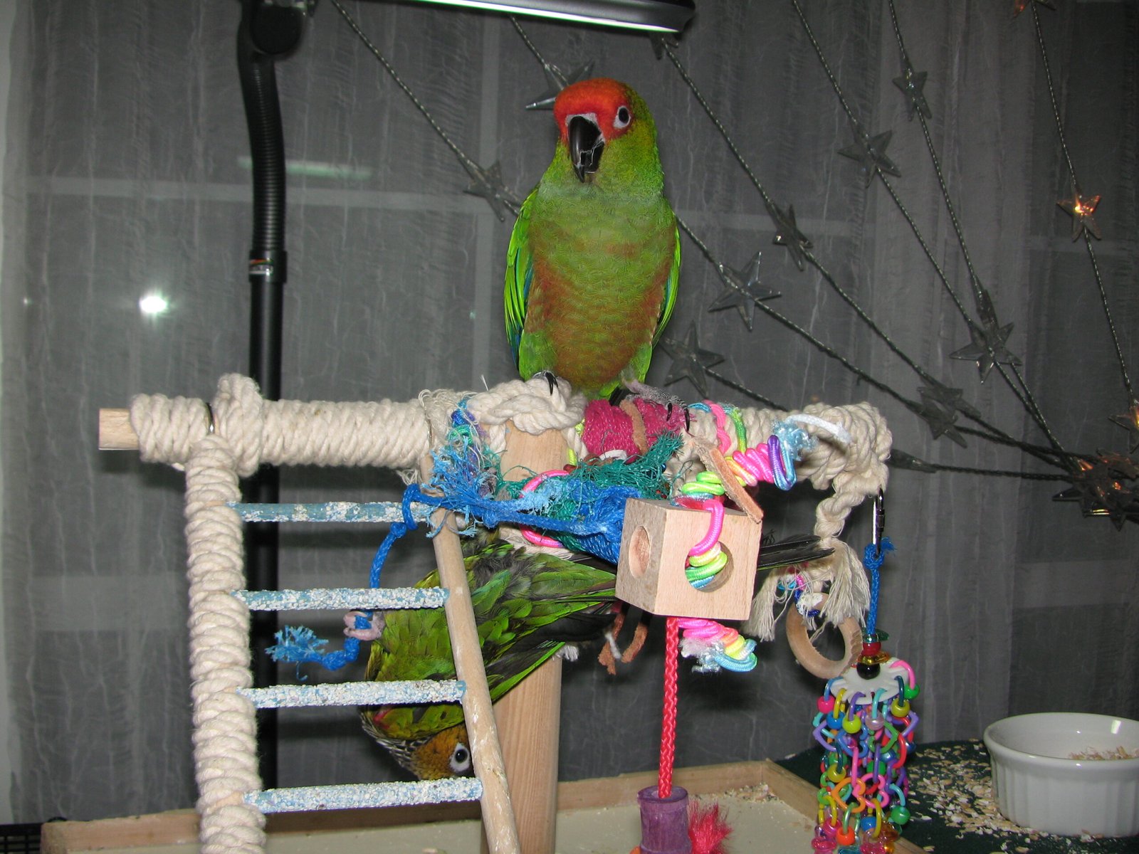 The Role of Enrichment in Emotional Health (image credits: wikimedia)