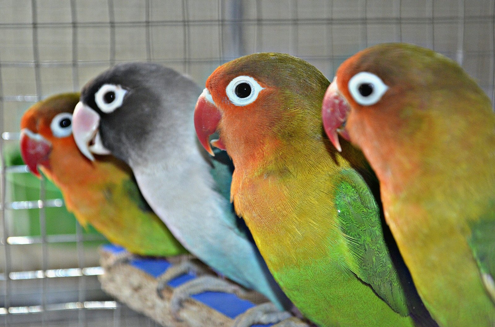 Ethical Considerations and Responsible Bonding (image credits: wikimedia)