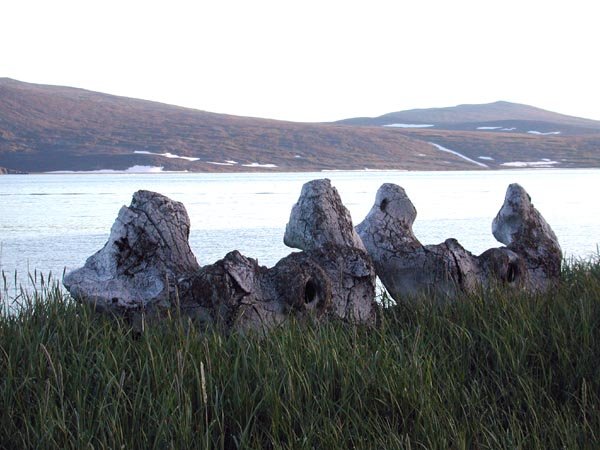 The Mystery of Missing Bones (image credits: wikimedia)