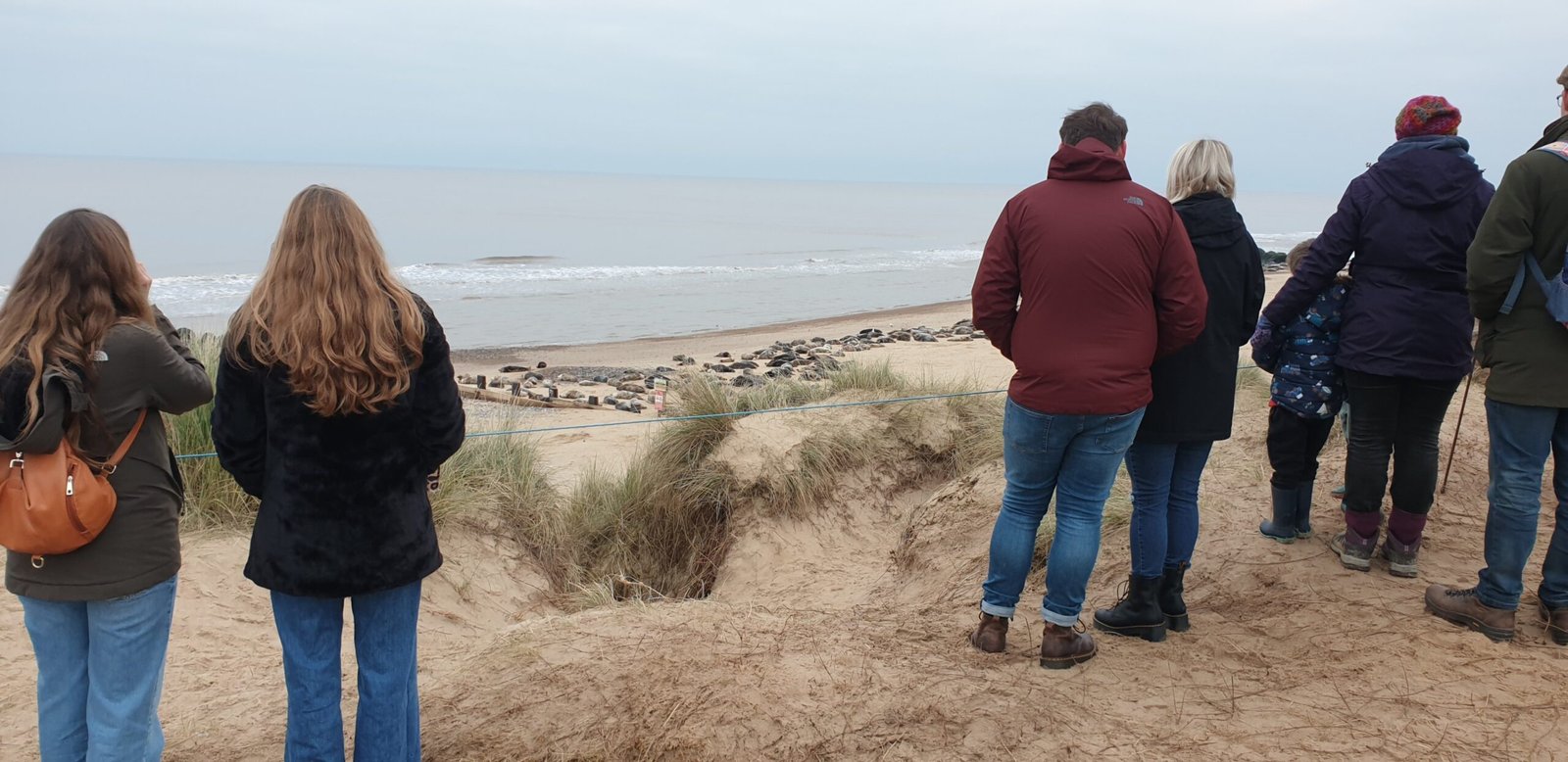 Seal Watching: A Booming Passion (image credits: wikimedia)