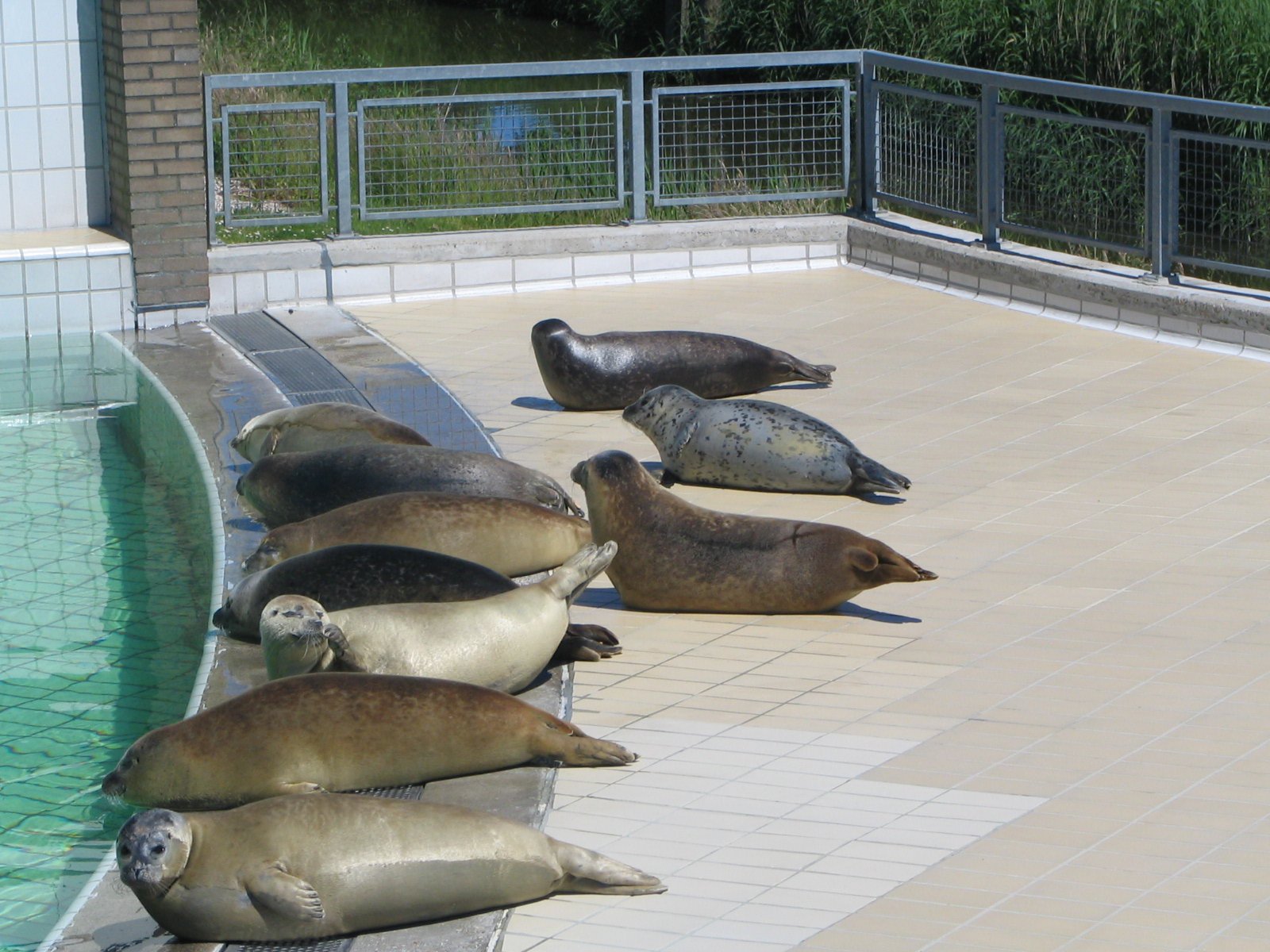 Seal Rescue and Rehabilitation: Second Chances (image credits: wikimedia)