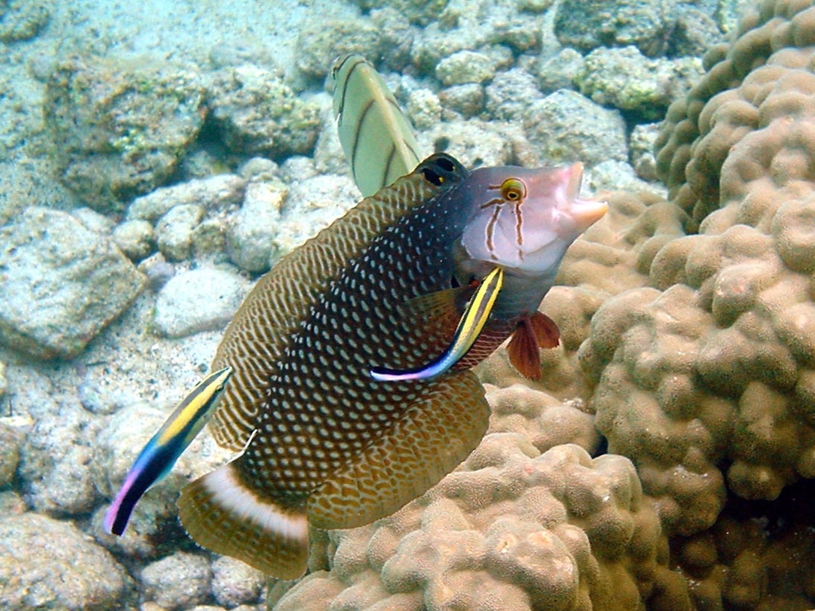 Meet the Cleaner Fish: Who Are They? (image credits: wikimedia)