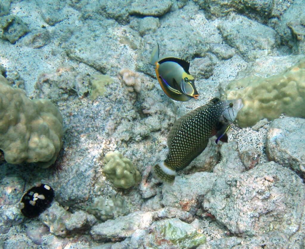 Cleaner Fish and Coral Reef Health