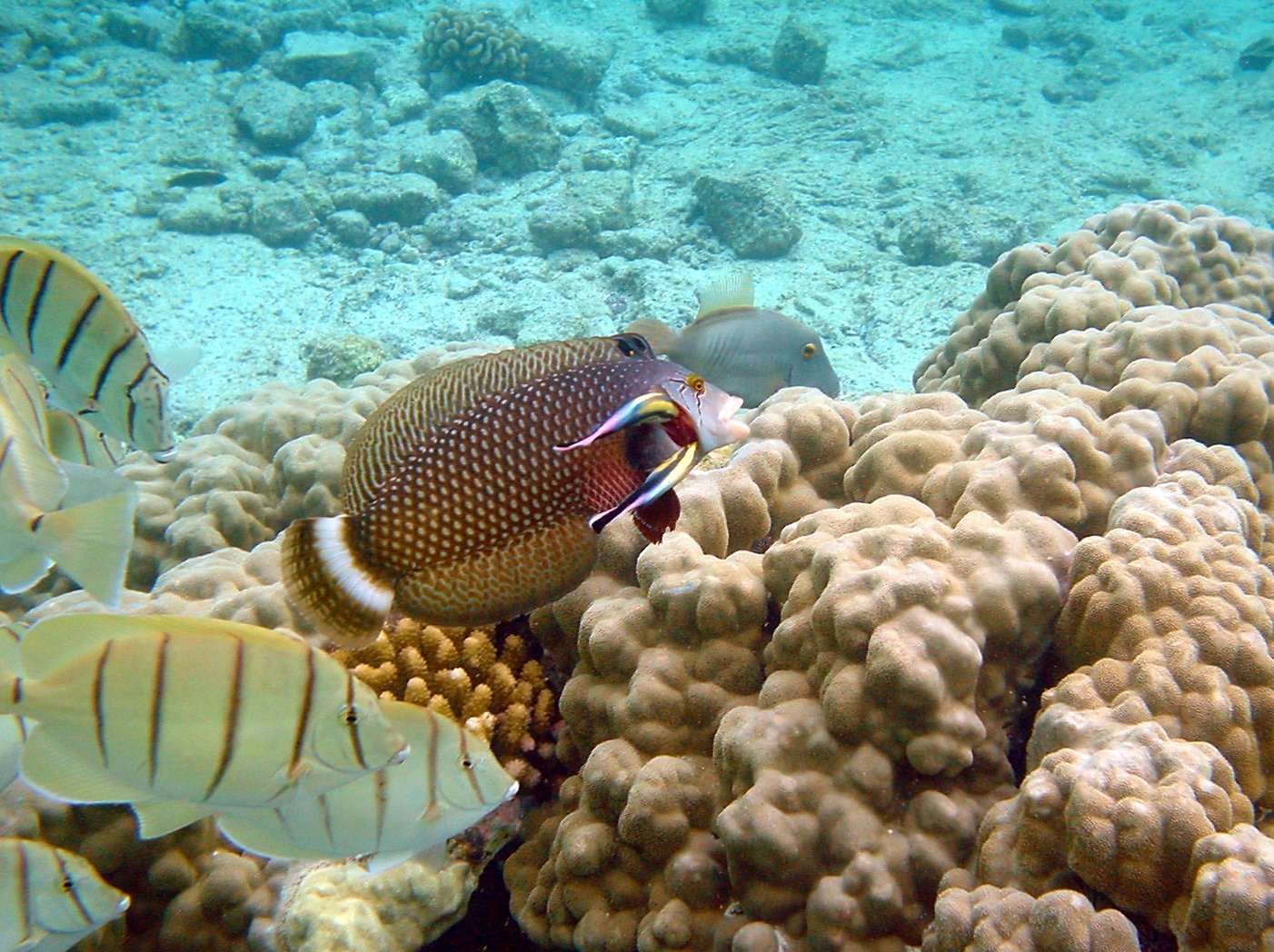 Unexpected Clients: From Turtles to Sharks (image credits: wikimedia)