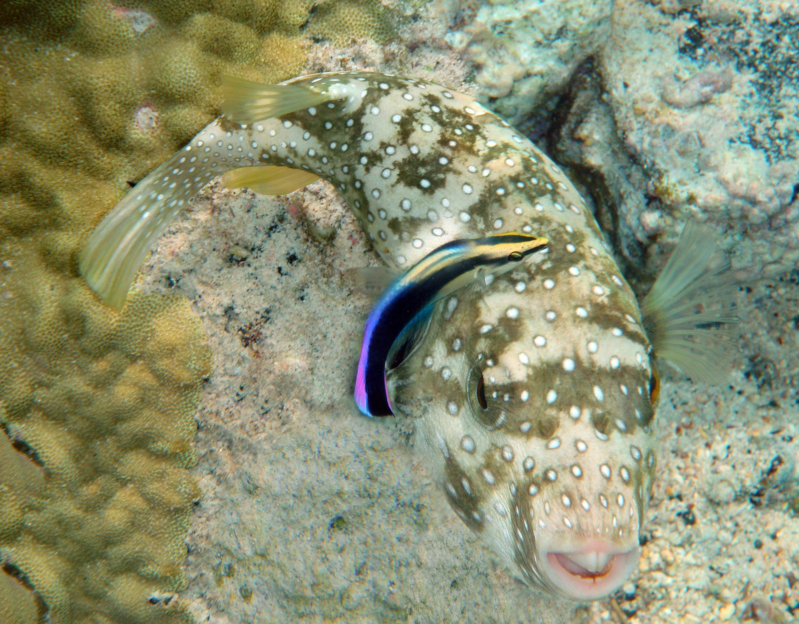 Symbiosis: The Power of Partnership (image credits: wikimedia)