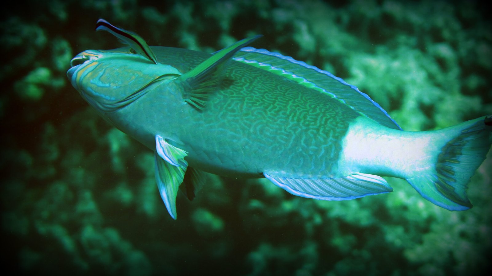 Cleaner Fish in Aquariums: Bringing the Reef to You (image credits: wikimedia)