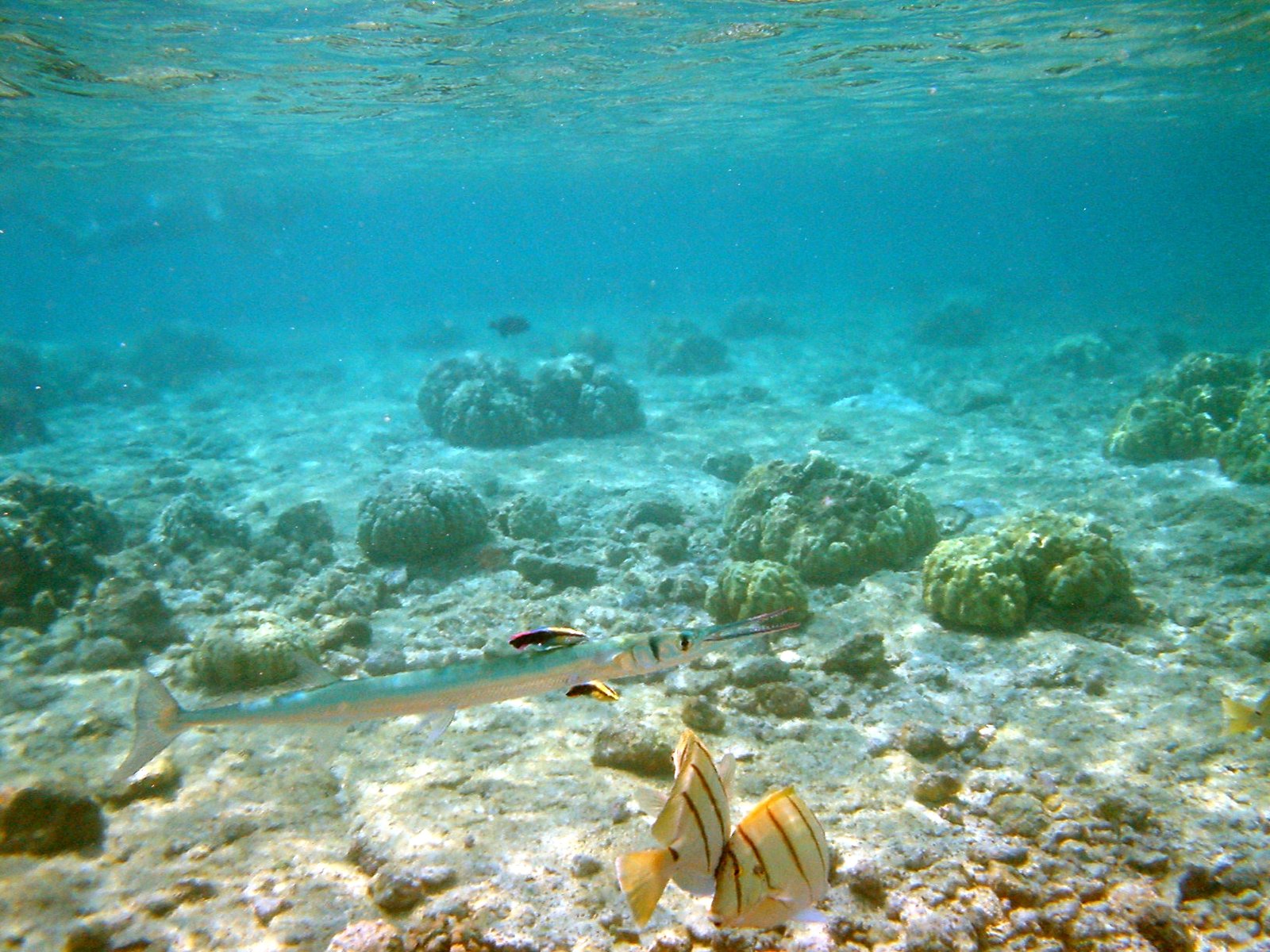 Human Lessons from Ocean Janitors (image credits: wikimedia)