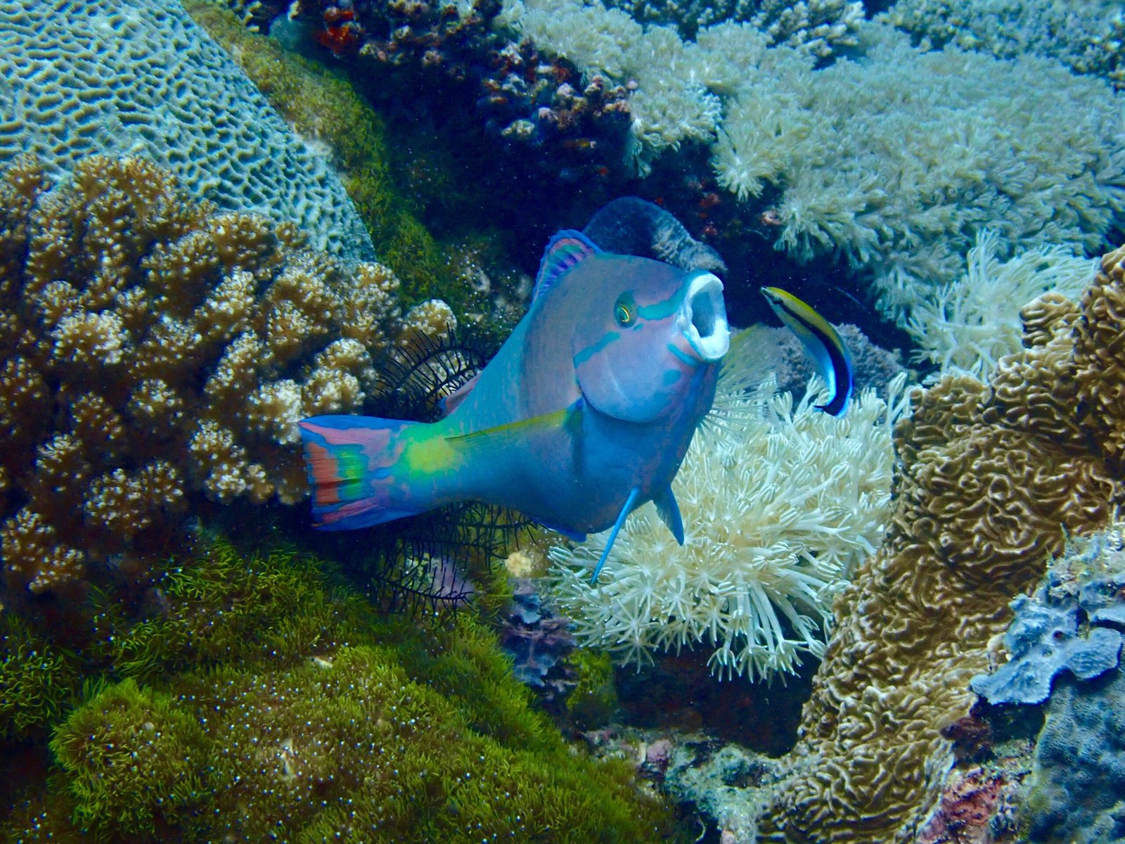 Why We Should Care About Cleaner Fish (image credits: wikimedia)