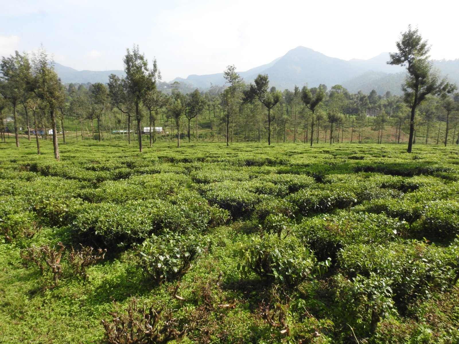 Ecology and Sustainability: Growing Tea Responsibly (image credits: wikimedia)