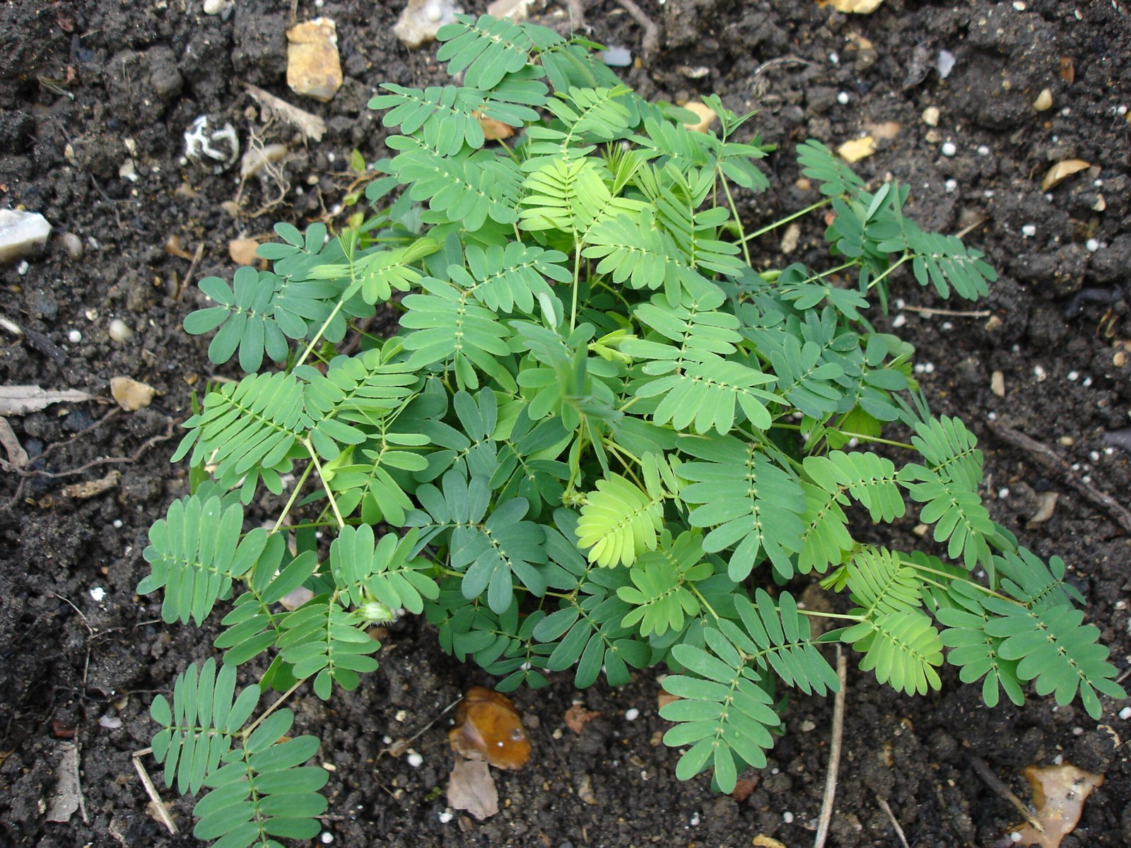 Speed Matters: Timing the Mimosa’s Response (image credits: wikimedia)