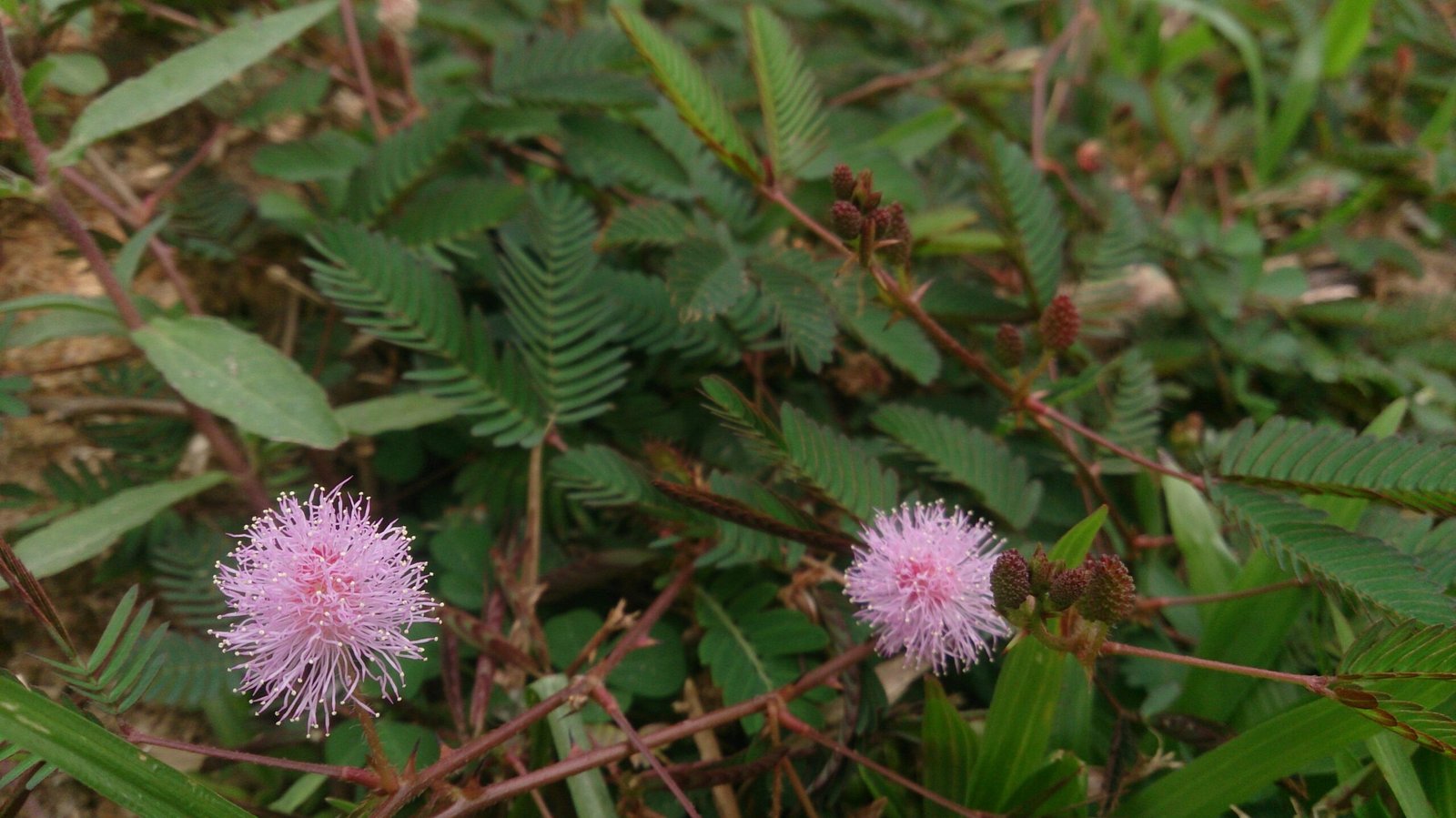 Stress and Memory: Can Plants Learn? (image credits: wikimedia)