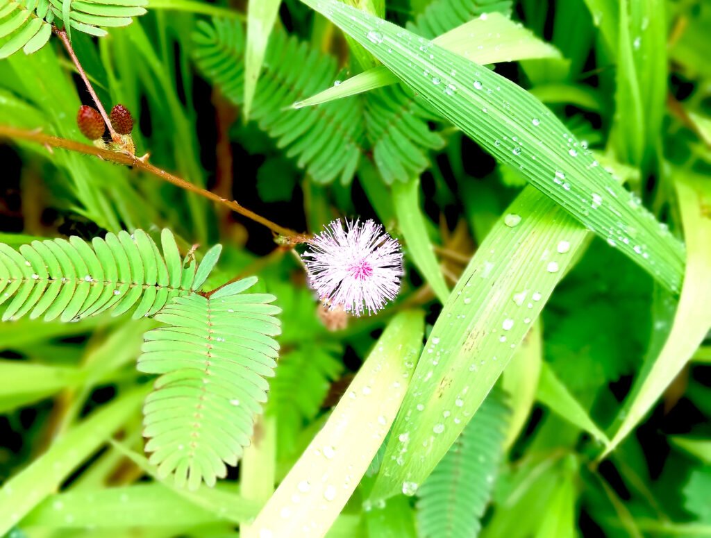 Medicinal Marvels: Healing Powers of Mimosa Pudica