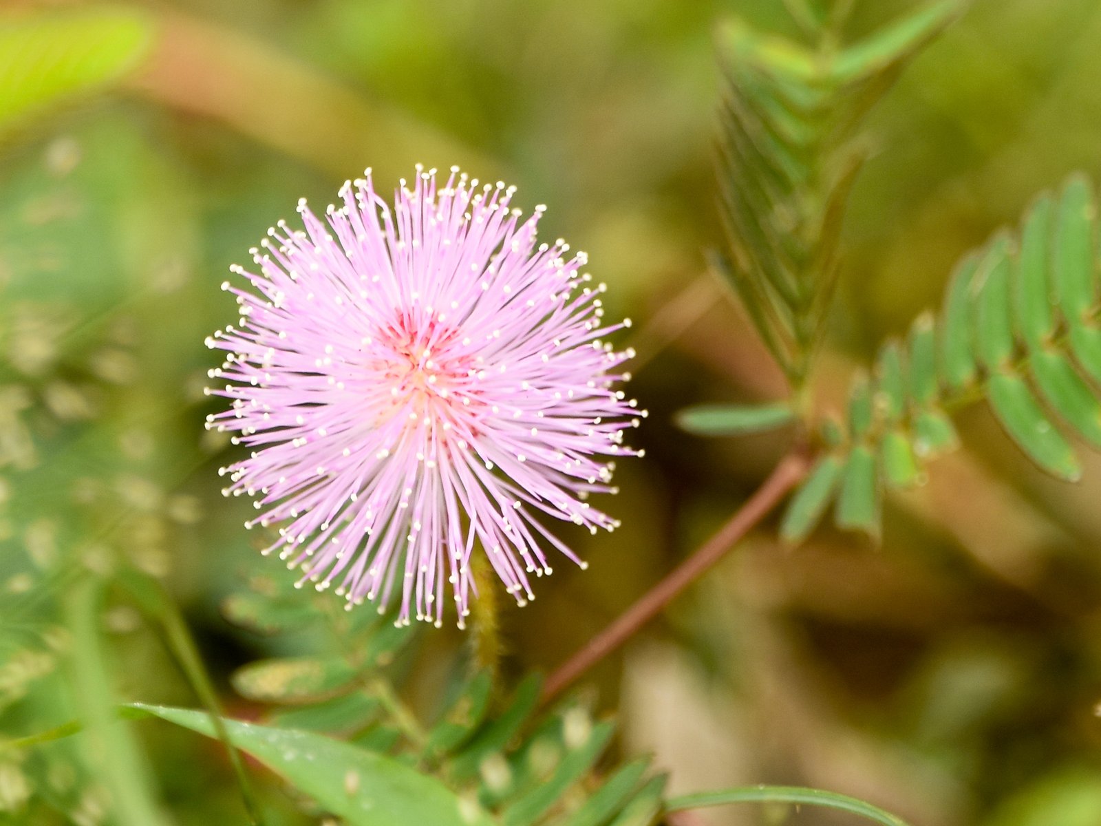 A Call to Wonder: Staying Curious About the Natural World (image credits: wikimedia)