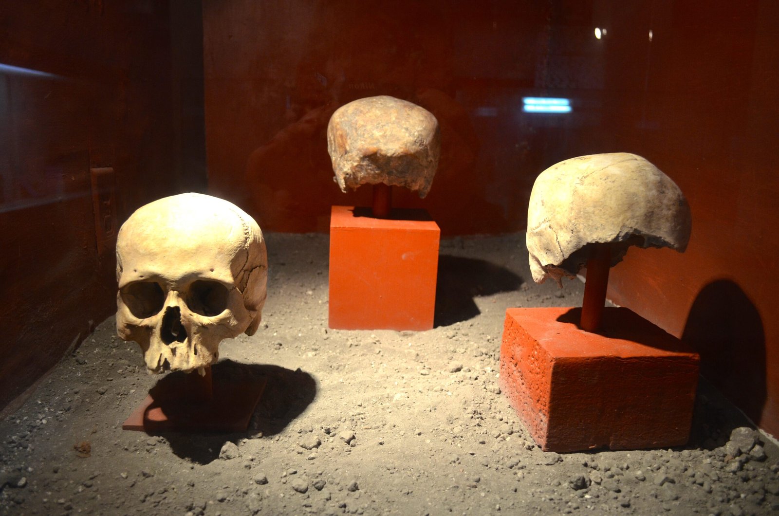 The Astonishing Discovery: Brains Are Smaller Than Before (image credits: wikimedia)