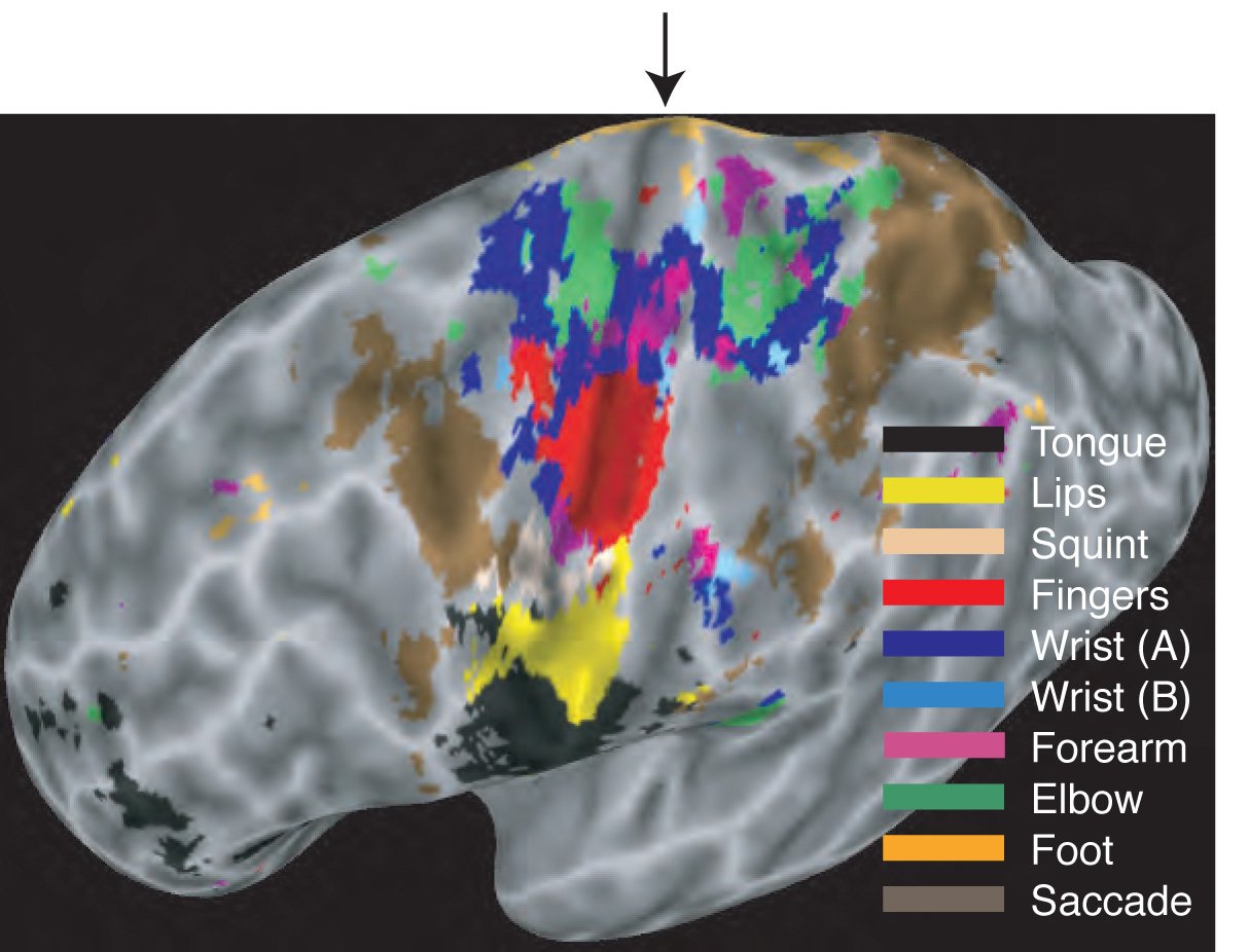 Brain Size Versus Brain Complexity (image credits: wikimedia)