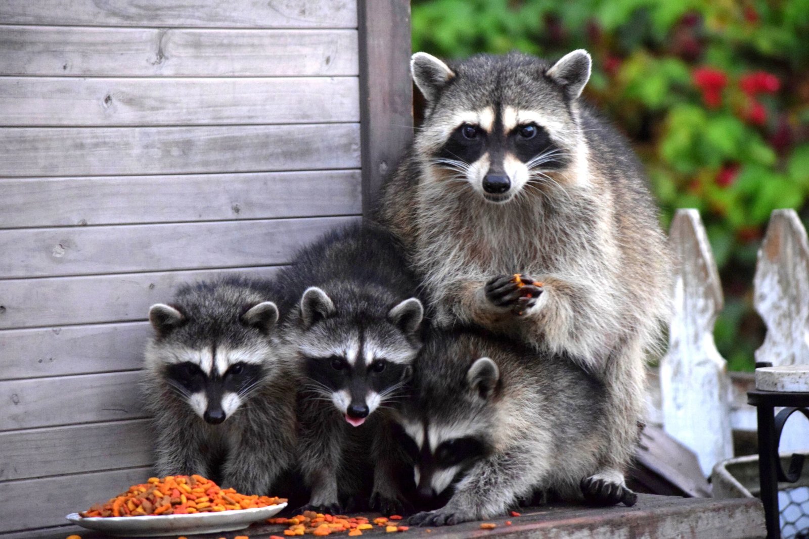Mothers and Kits: A Family Affair (image credits: wikimedia)