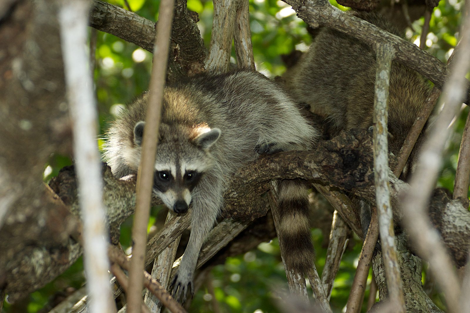 Citizen Science: Tracking the Urban Bandit (image credits: wikimedia)