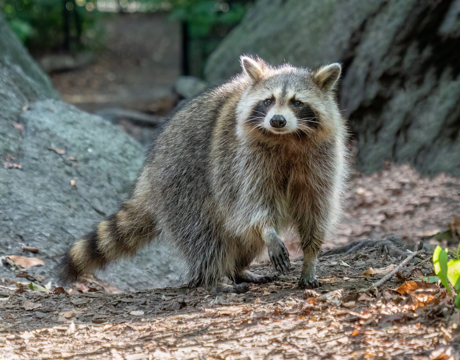 Lessons from the Mask: What Raccoons Teach Us (image credits: wikimedia)