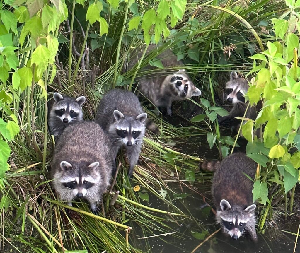 The Future of Urban Wildlife: Adapting Together