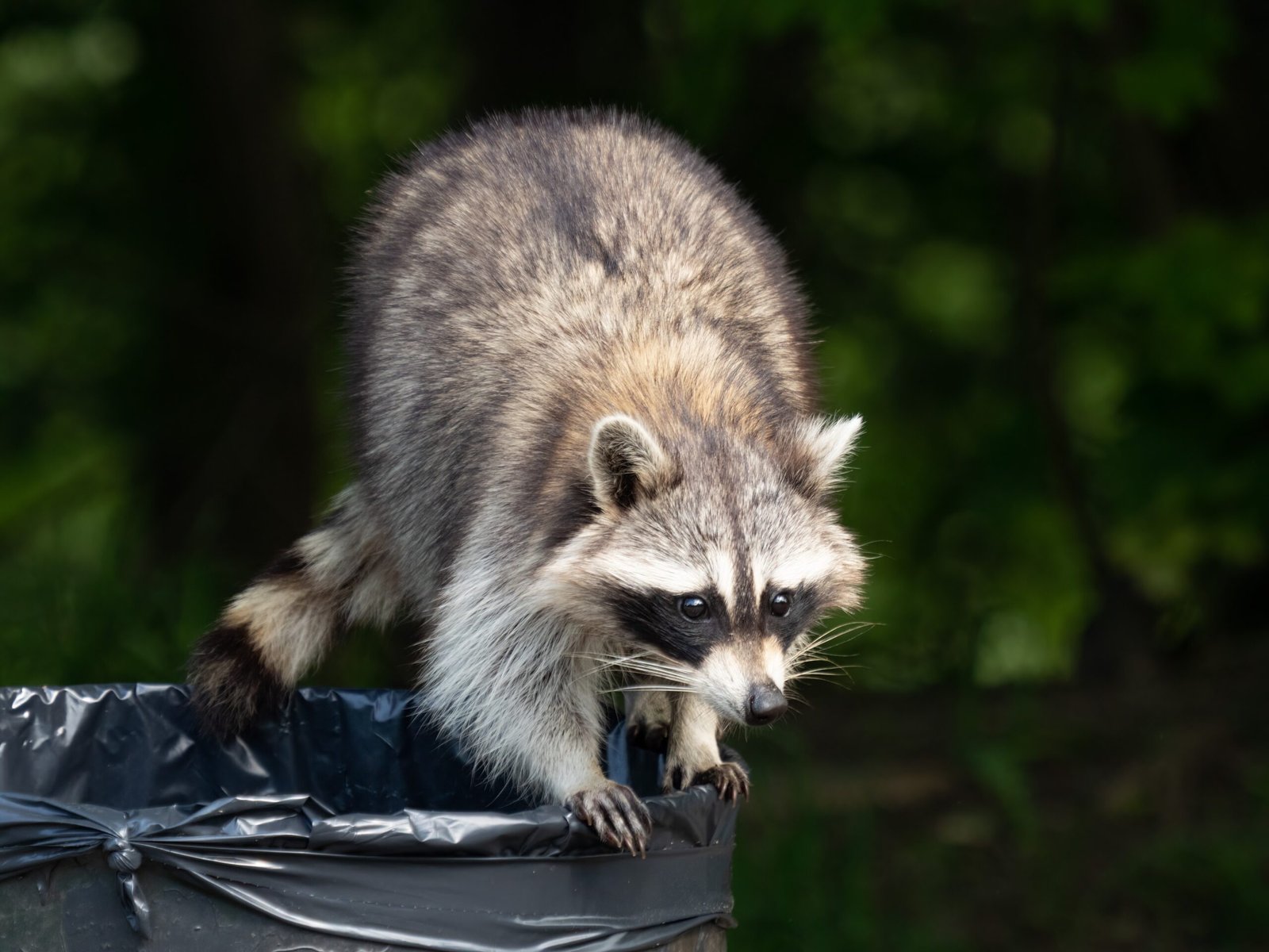 Closing Thoughts: The Masked Bandit’s Legacy (image credits: wikimedia)