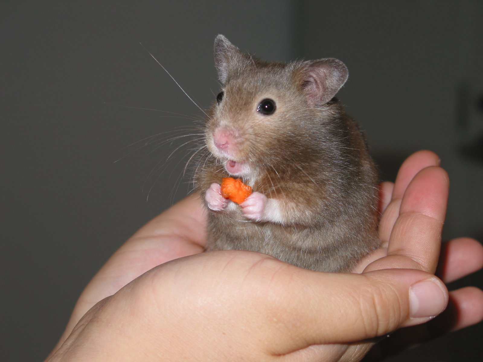 Can Hamsters Miss Their Owners? (image credits: wikimedia)
