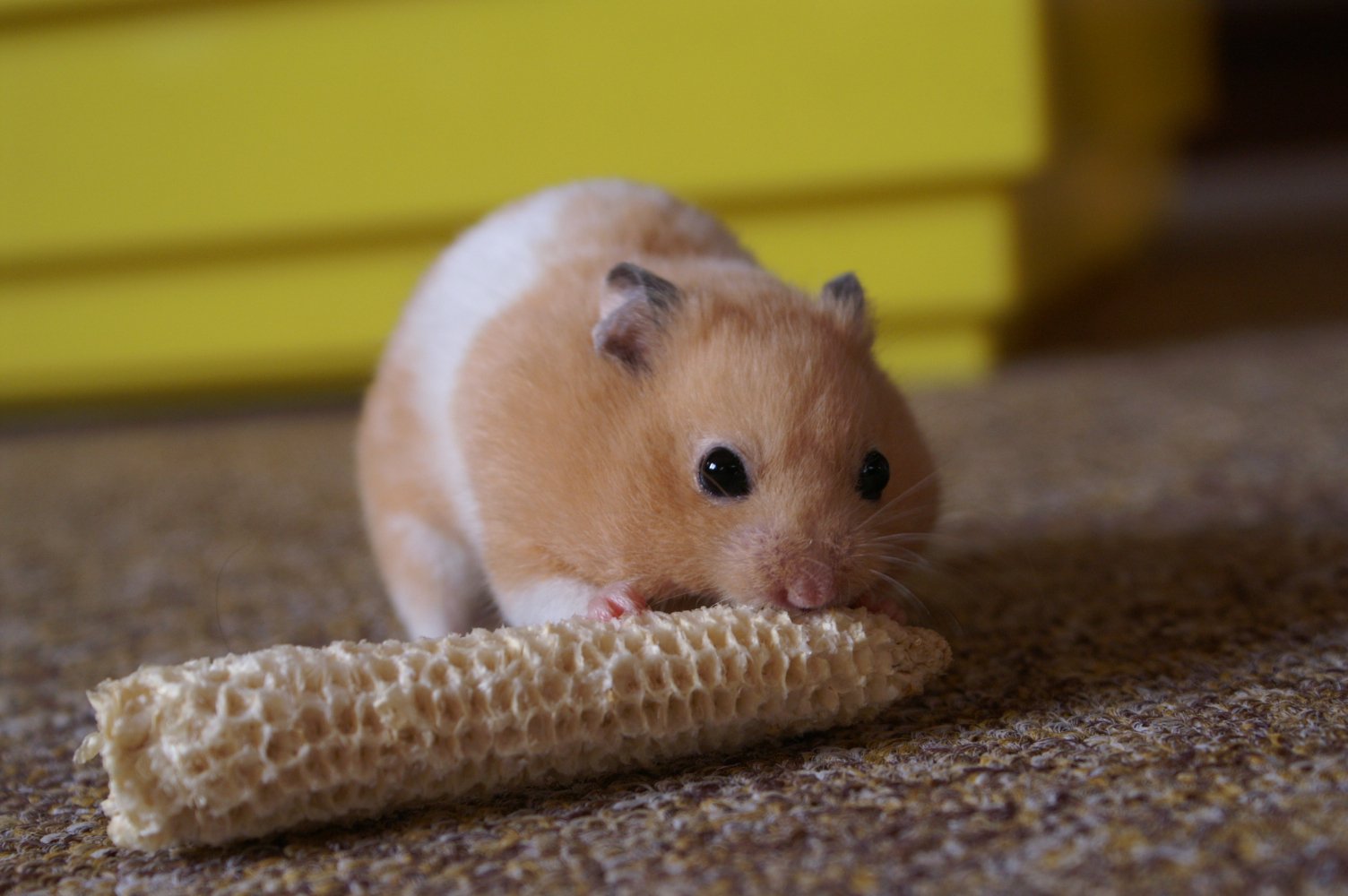 Signs Your Hamster Recognizes You (image credits: wikimedia)