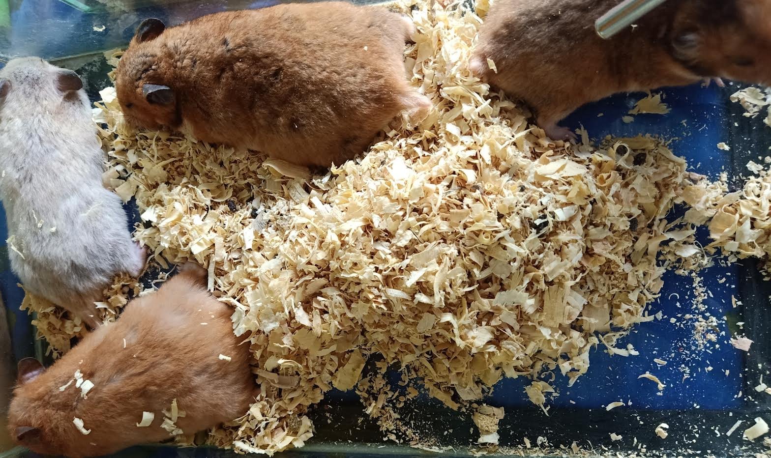 Limitations of Hamster Intelligence (image credits: wikimedia)