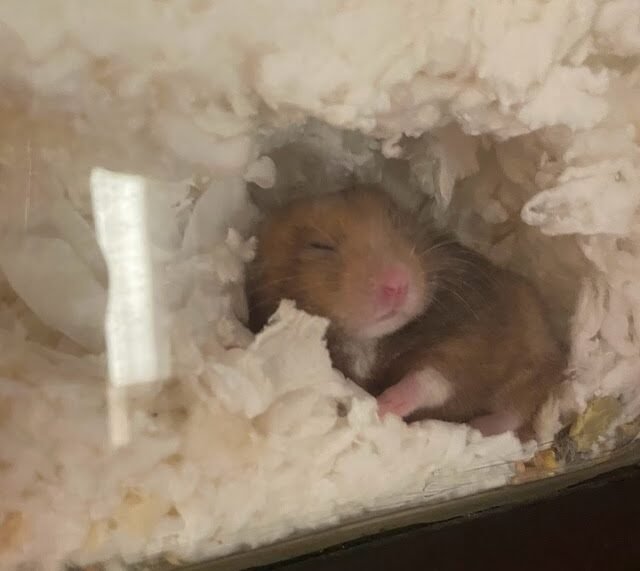 Why Some Hamsters Remain Shy