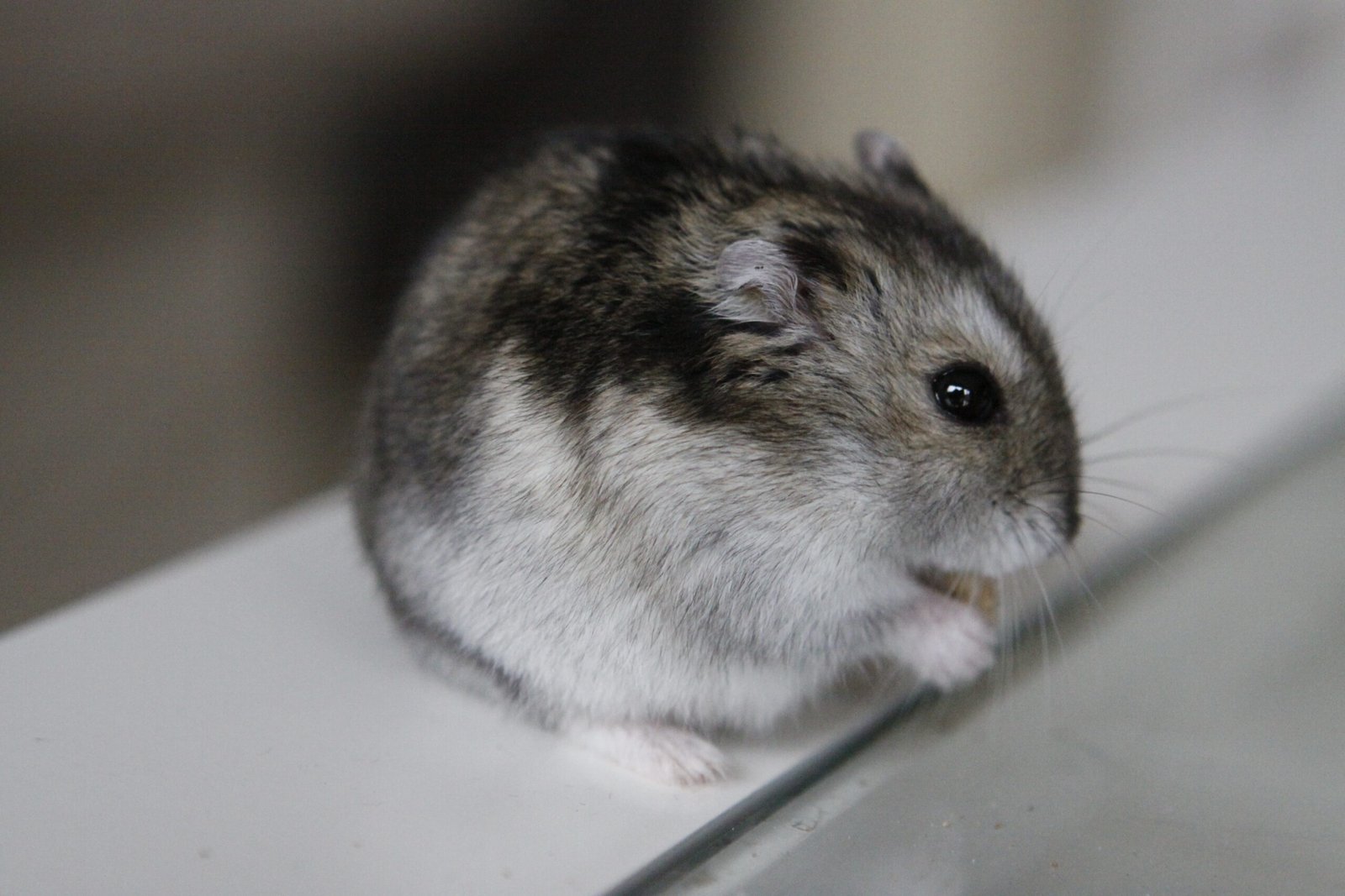 The Emotional Reward of Hamster Ownership (image credits: wikimedia)
