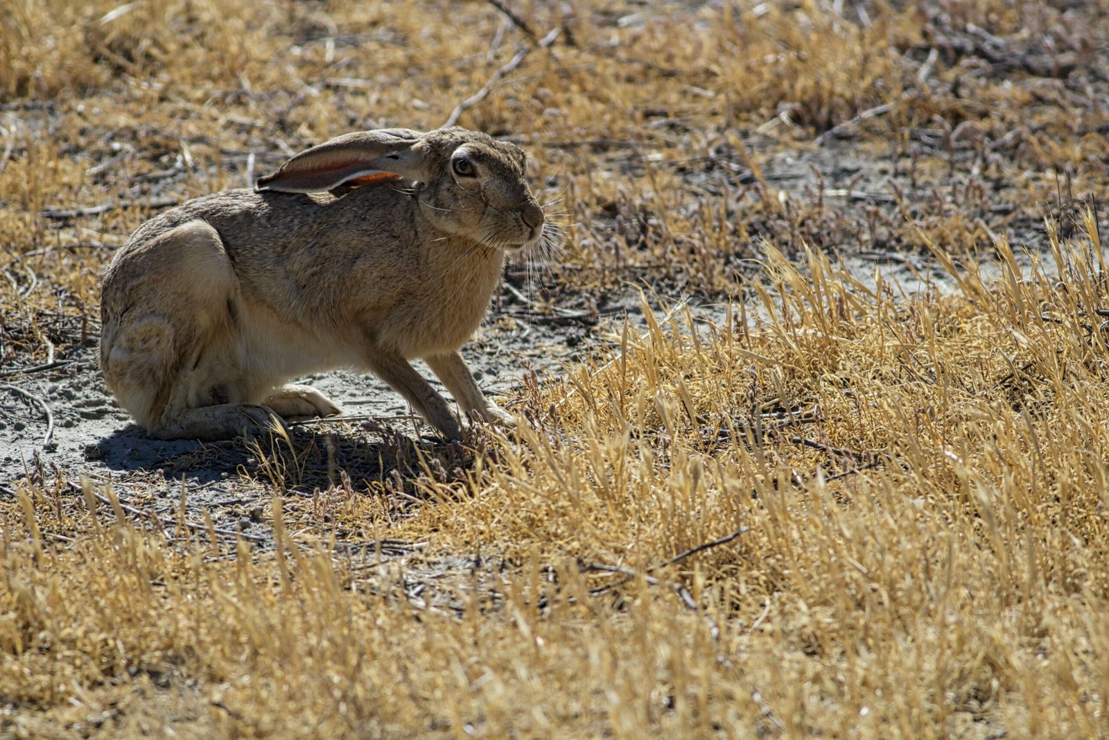 Tail Position: The Hidden Signal (image credits: wikimedia)