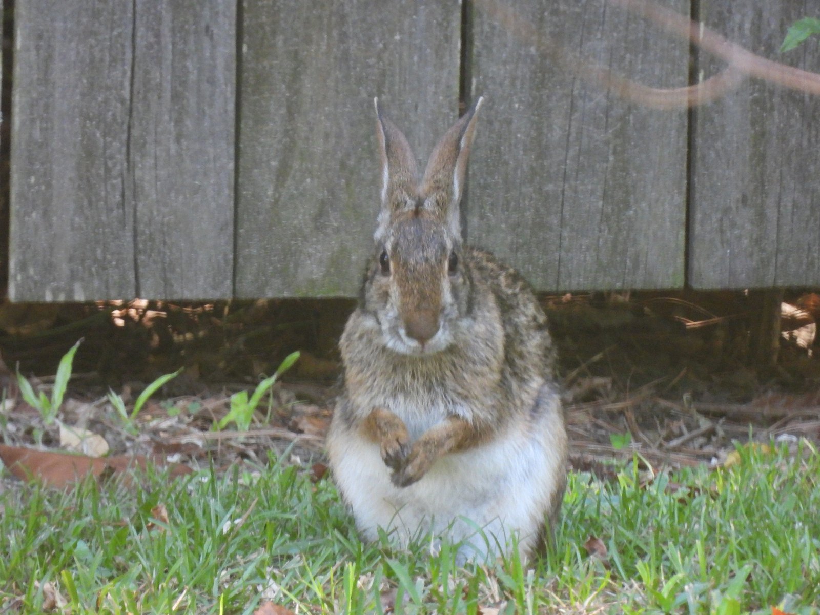 Grooming: Beyond Cleanliness (image credits: wikimedia)